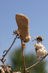 Plagiomimicus spumosum