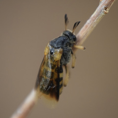 Ripiphorus rex