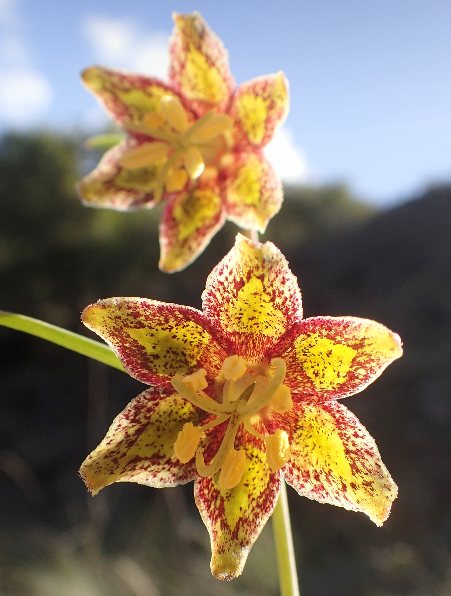 Fritillaria ojaiensis