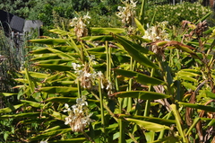 Hedychium flavescens