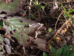 Stigmella villosella