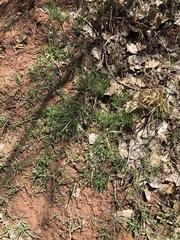 Bouteloua dactyloides