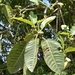 Ficus lapathifolia - Photo (c) Roberto García, some rights reserved (CC BY-NC), uploaded by Roberto García