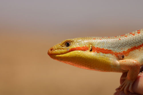 Schneider's Skink