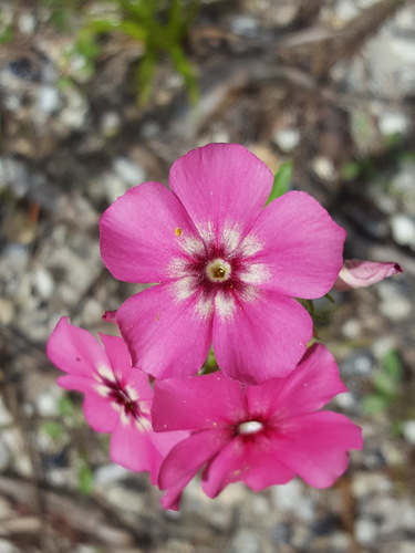 Phlox drummondii image