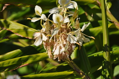 Hedychium flavescens