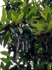 Ropalidia revolutionalis