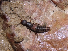 Platydracus cinnamopterus