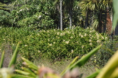 Hedychium flavescens