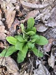 Primula meadia