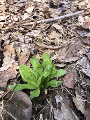 Primula meadia