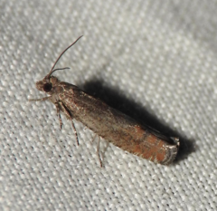 Pseudexentera mali