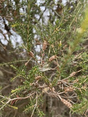 Melaleuca parvistaminea
