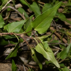 Matelea trachyantha