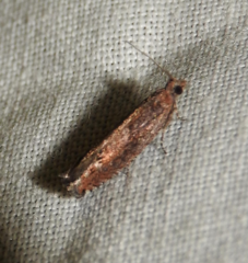 Pseudexentera mali