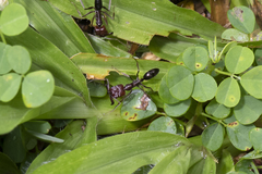 Odontomachus ruficeps