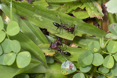 Odontomachus ruficeps