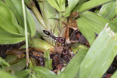 Odontomachus ruficeps