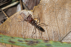 Odontomachus ruficeps