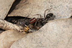 Odontomachus ruficeps