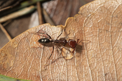 Odontomachus ruficeps