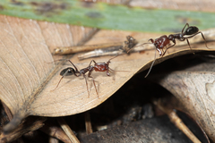 Odontomachus ruficeps