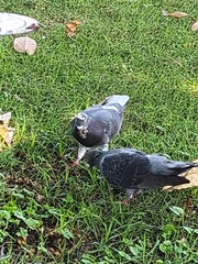Columba livia domestica