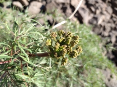 Lomatium multifidum