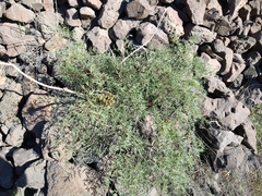 Lomatium multifidum