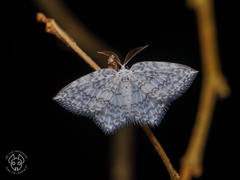 Leucodrepana serratilinea