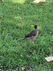 Acridotheres tristis