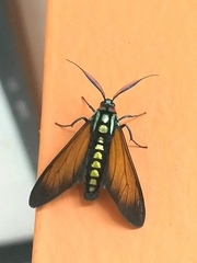 Eriphioides