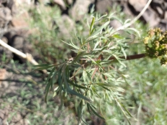 Lomatium multifidum