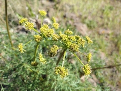 Lomatium multifidum