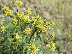 Lomatium multifidum