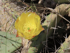 Opuntia semispinosa
