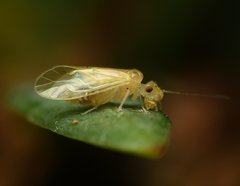 Valenzuela indicator