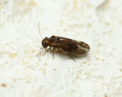 Peripsocus