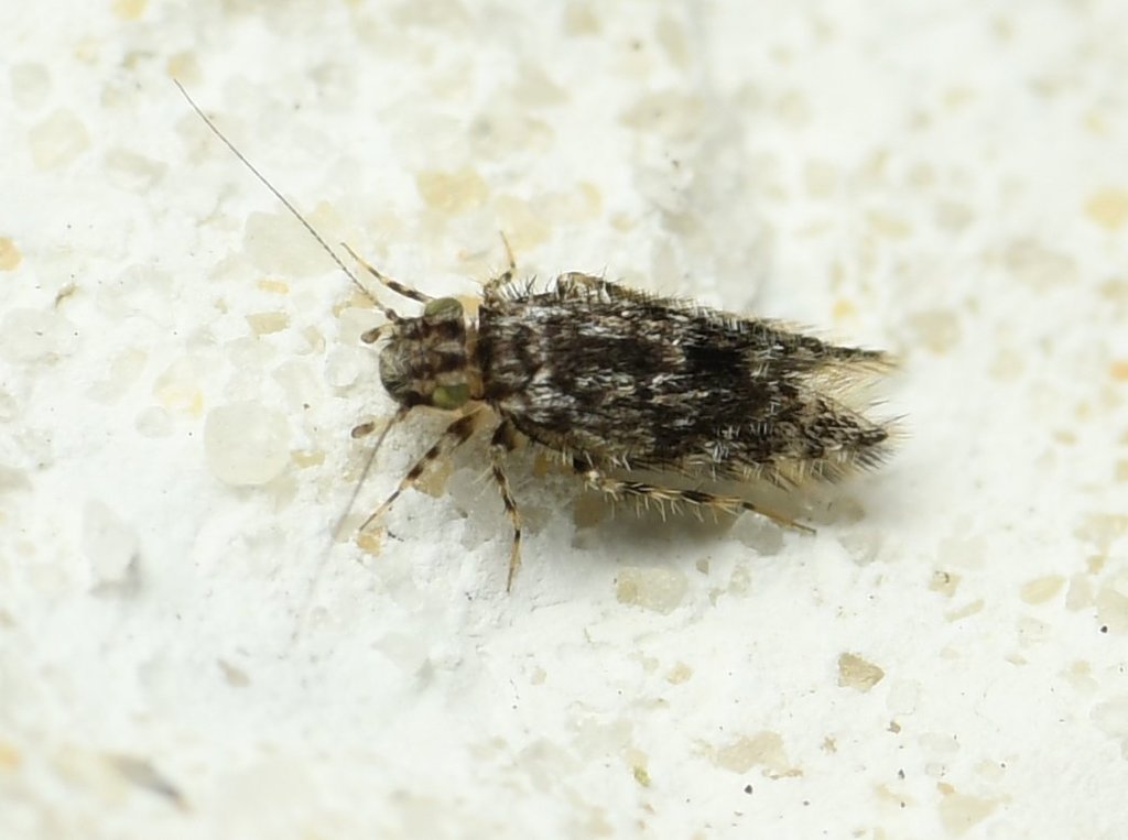 Echmepteryx intermedia
