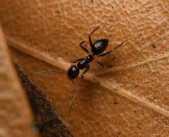 Nylanderia steinheili