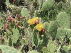 Opuntia semispinosa