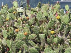 Opuntia semispinosa