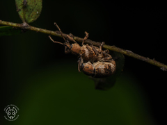 Phytoscaphus triangularis