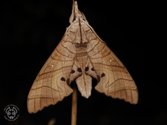 Marumba