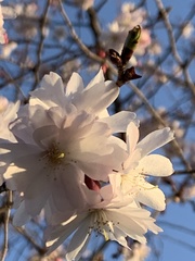 Prunus serrulata