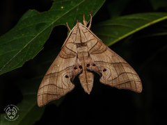 Marumba