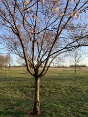 Prunus serrulata