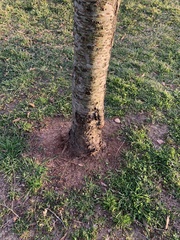 Prunus serrulata
