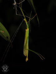 Marmessoidea bispina
