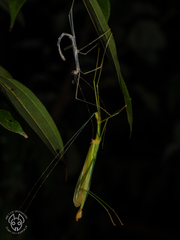 Marmessoidea bispina